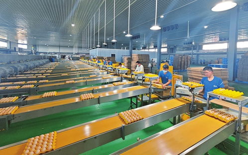 山西臨猗雞蛋工廠 網(wǎng)絡(luò)技術(shù)服務(wù)助力現(xiàn)代農(nóng)業(yè)科技升級